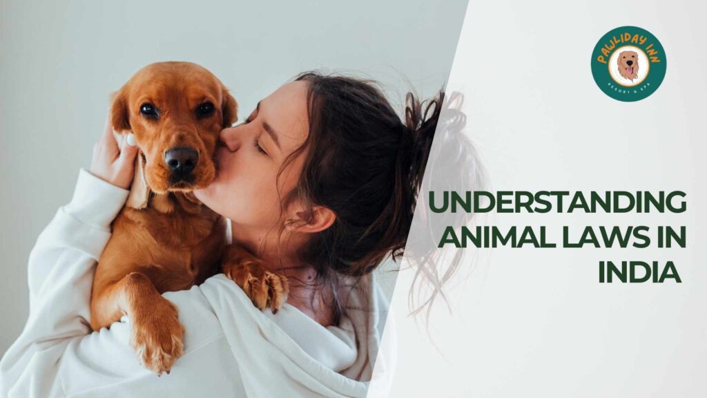 Dog Boarding Services | Pawliday inn | Bellahalli