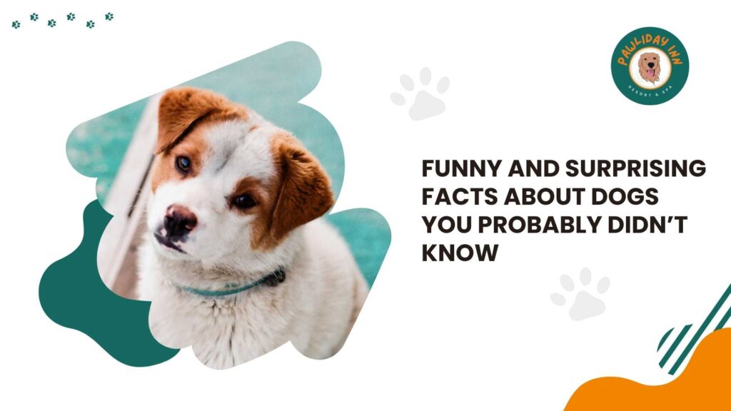 Best Dog Training in Bellahalli