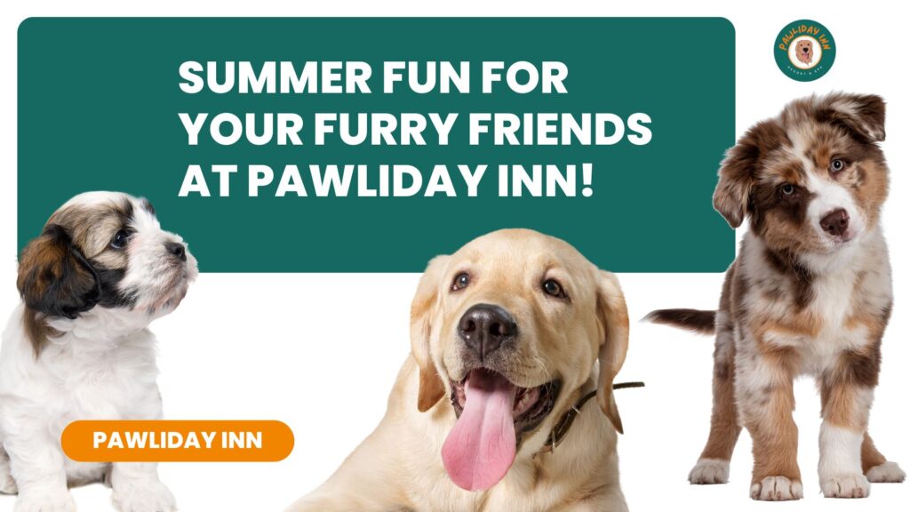 Best Pet Boarding in Bangalore | Pawliday Inn
