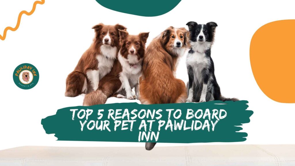 Pet Grooming services in Bellahalli | Pawliday Inn