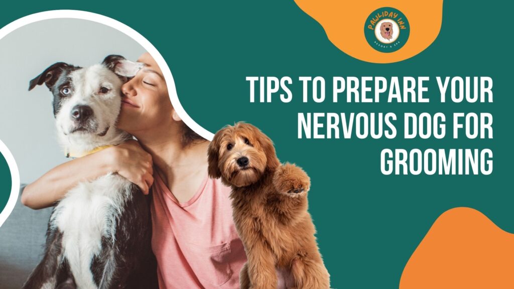 Dog grooming services in Bellahalli | Pawliday Inn