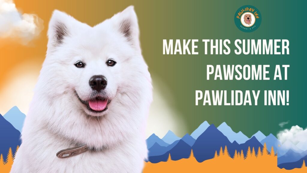 Pet Boarding Services In Bellahalli | Pawliday Inn