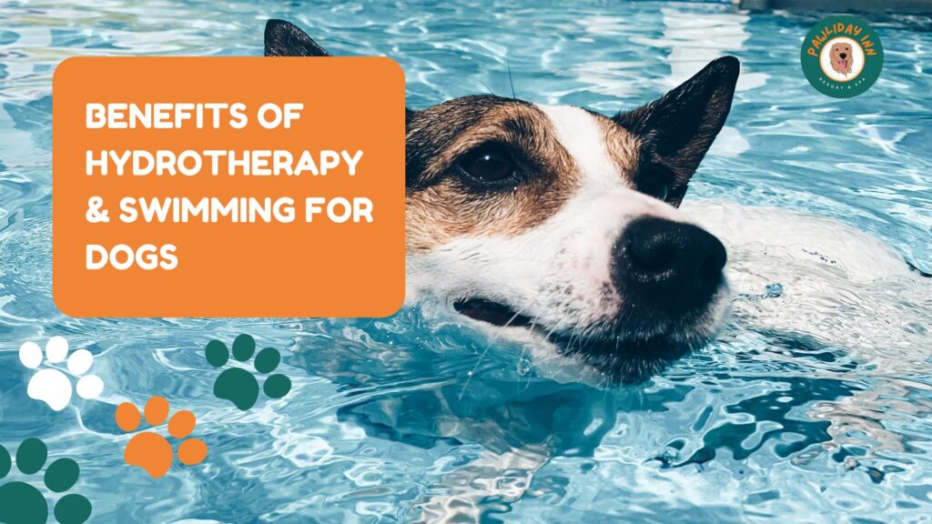 Best Hydrotherapy & Swimming for Dogs in Bellahalli | Pawliday Inn