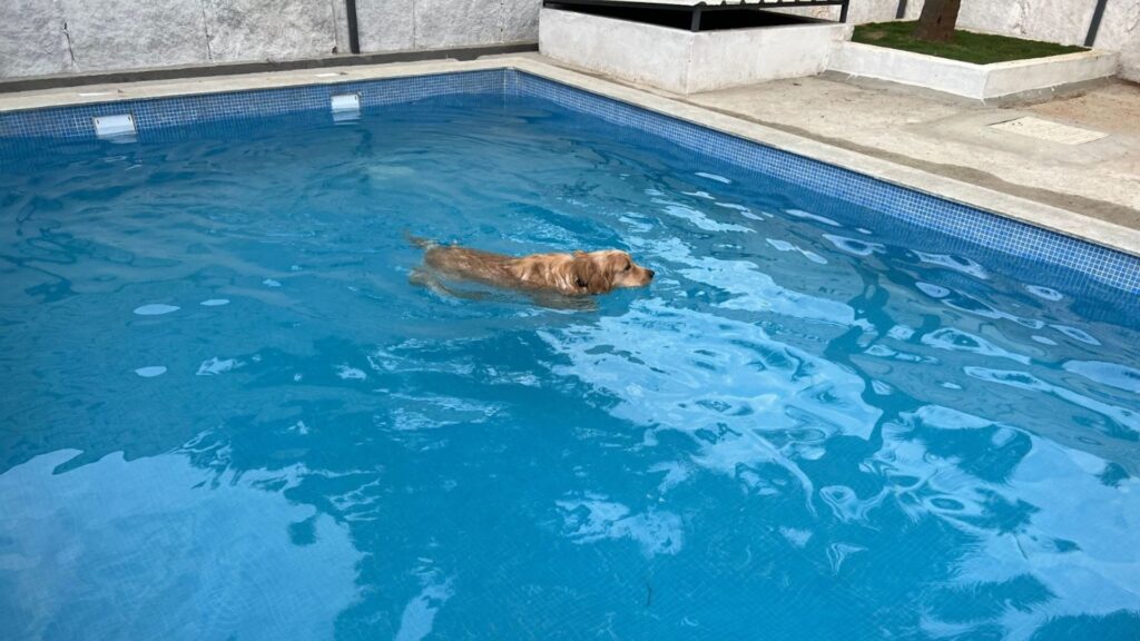  Best Hydrotherapy & Swimming for Dogs in Bellahalli | Pawliday Inn