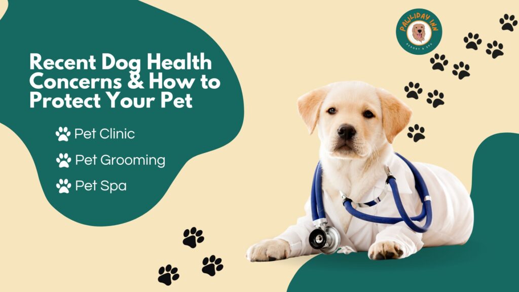 Top Pet Care Takers in Bellahalli | Pawliday Inn