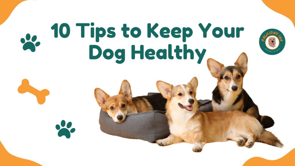 10 Tips to Keep Your Dog Healthy | Pawliday Inn