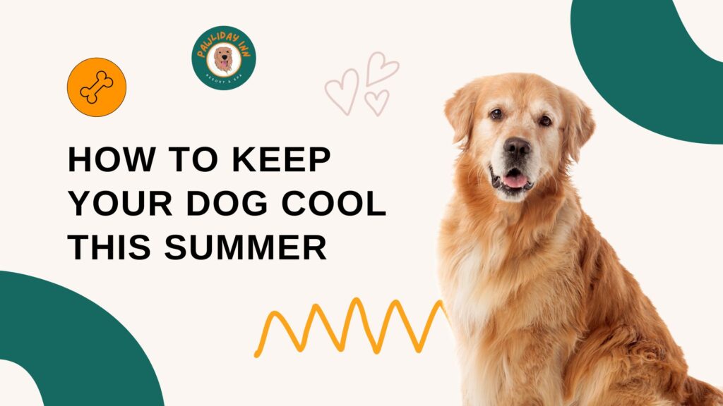 Pet Boarding In Bellahalli | Pawliday Inn