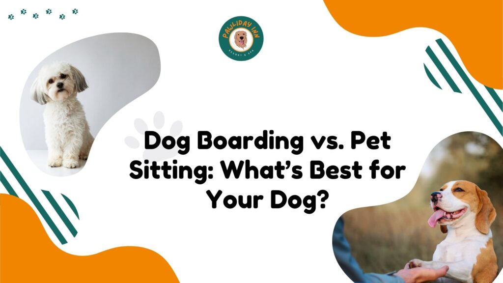 Dog Boarding in Beallahalli | Pawliday Inn