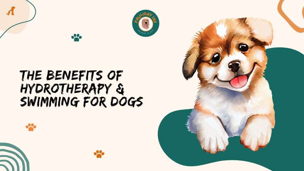 Top Dog Swimming Pools In Bellahalli, Bangalore | Pawliday Inn