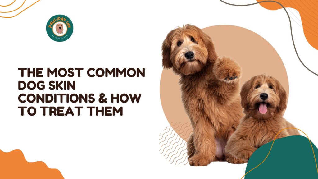 Pet Sitters in Bellahalli | Pawliday In