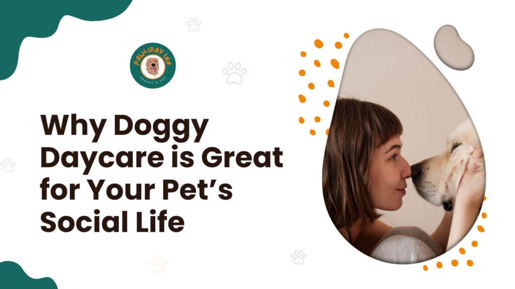 Dog Day Care In Bellahalli Yalahanka | Pawliday Inn