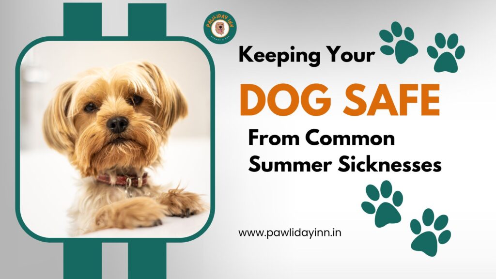 Best Service For Dog Boarding In Bangalore | Pawliday Inn