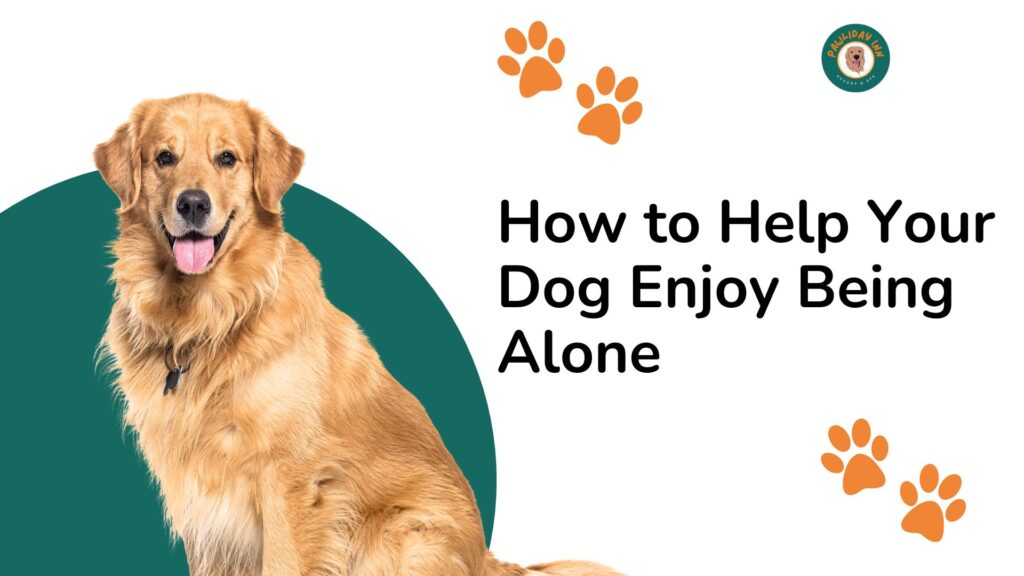 Best Dog Boarding and Daycare in Bangalore | Pawliday Inn