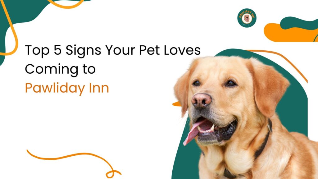 Dog Boarding in Bellahalli