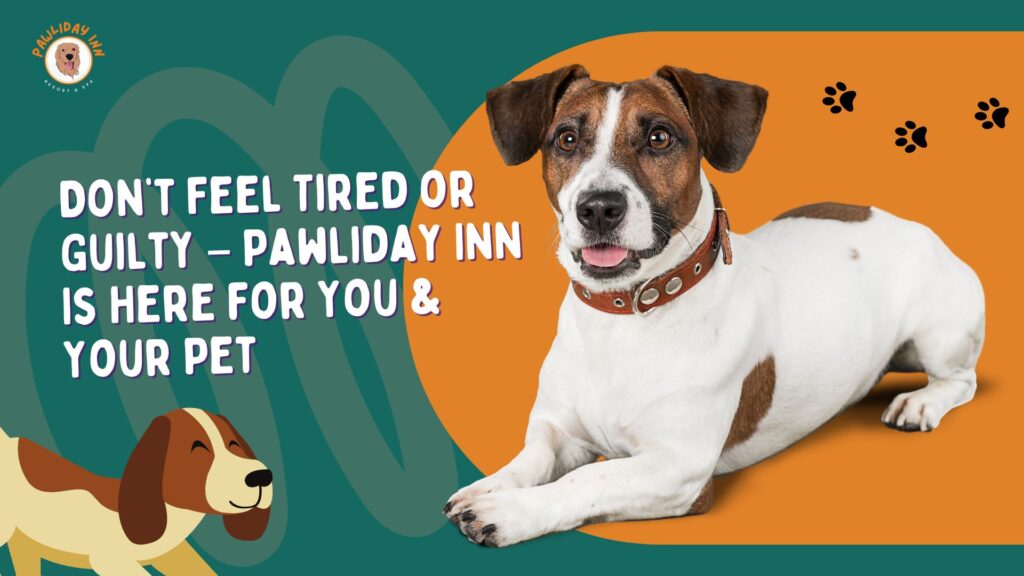 Pet Boarding in Bangalore | Pawliday Inn