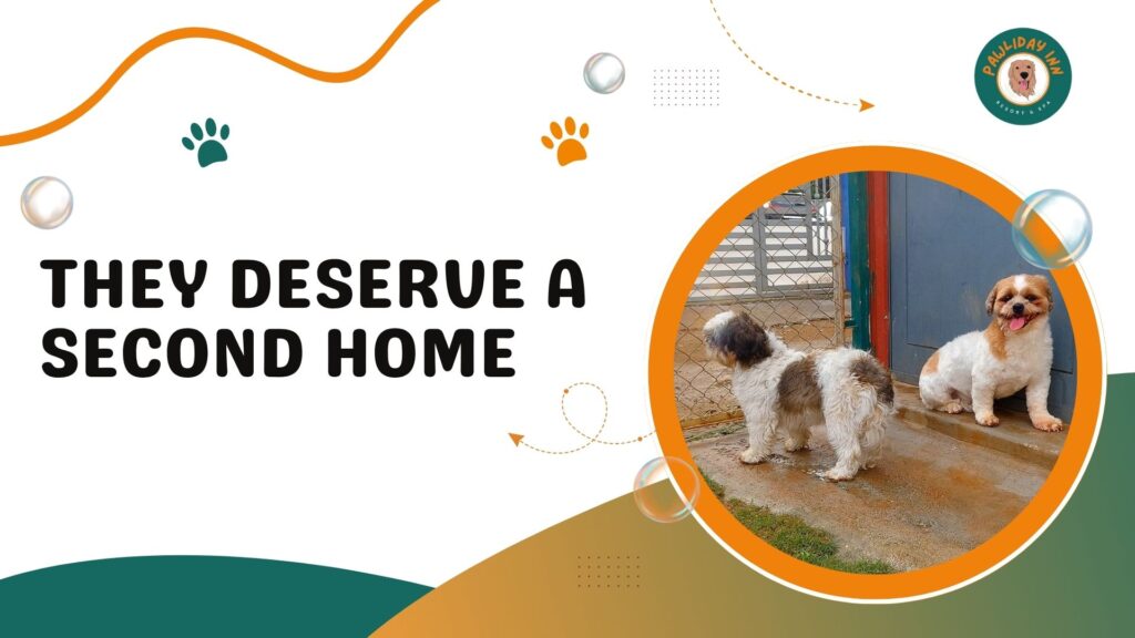 Pawlidayinn | Dog Boarding Services in Bellahalli