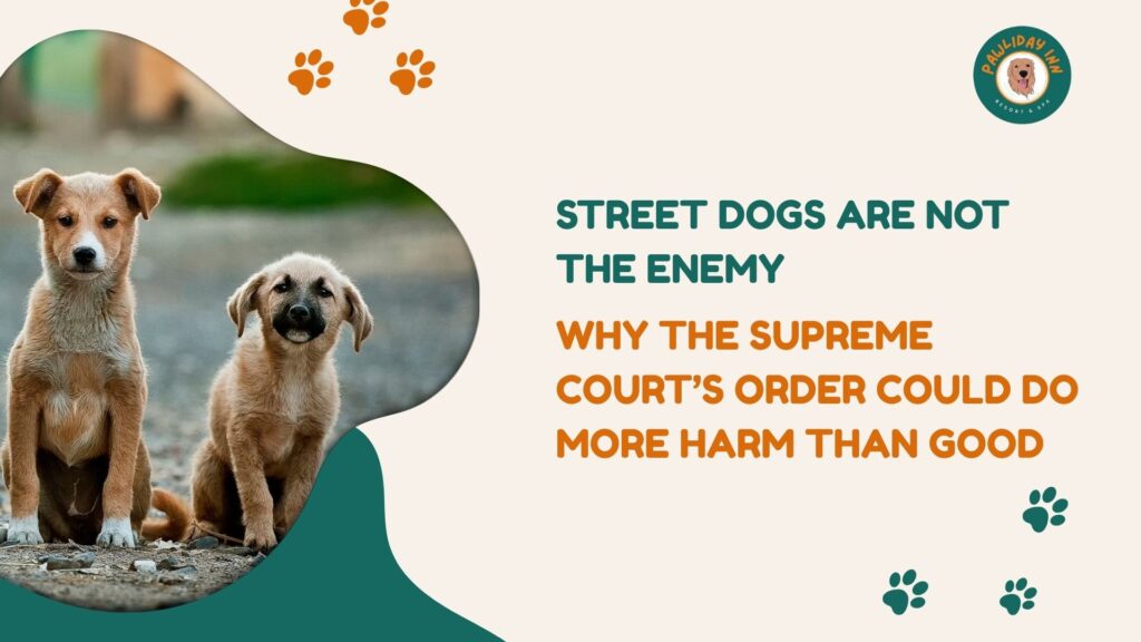 Dog Boarding Services In Bangalore | Pawlidayinn