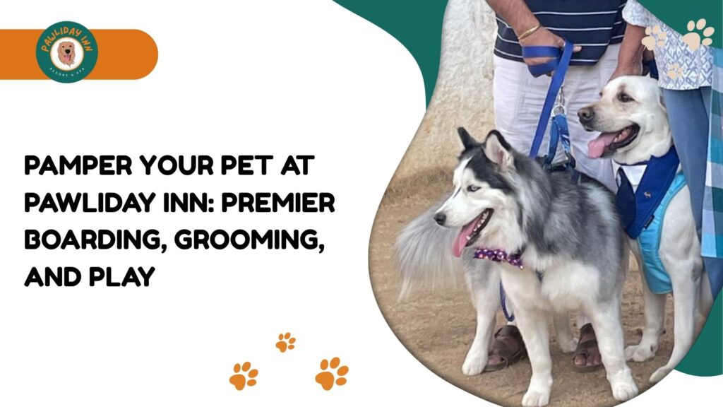 Best Dog Boarding Services In Bellihalli | Pawliday inn