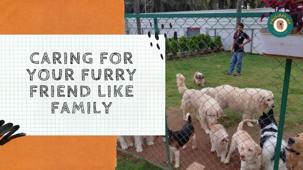 Pet boarding services in Bangalore | Pawliday Inn