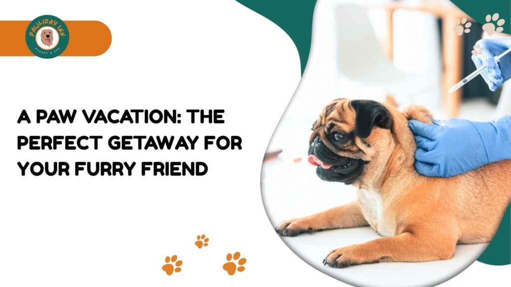 Dog Boarding Services Bangalore | Pawliday Inn