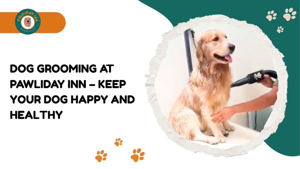 Best pet Sitters in Bangalore | Pawliday inn