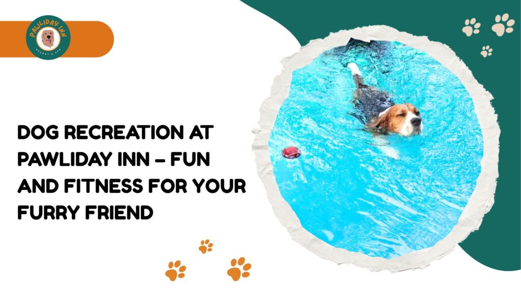 Dog Care Centre in Bellahalli | Pawliday Inn