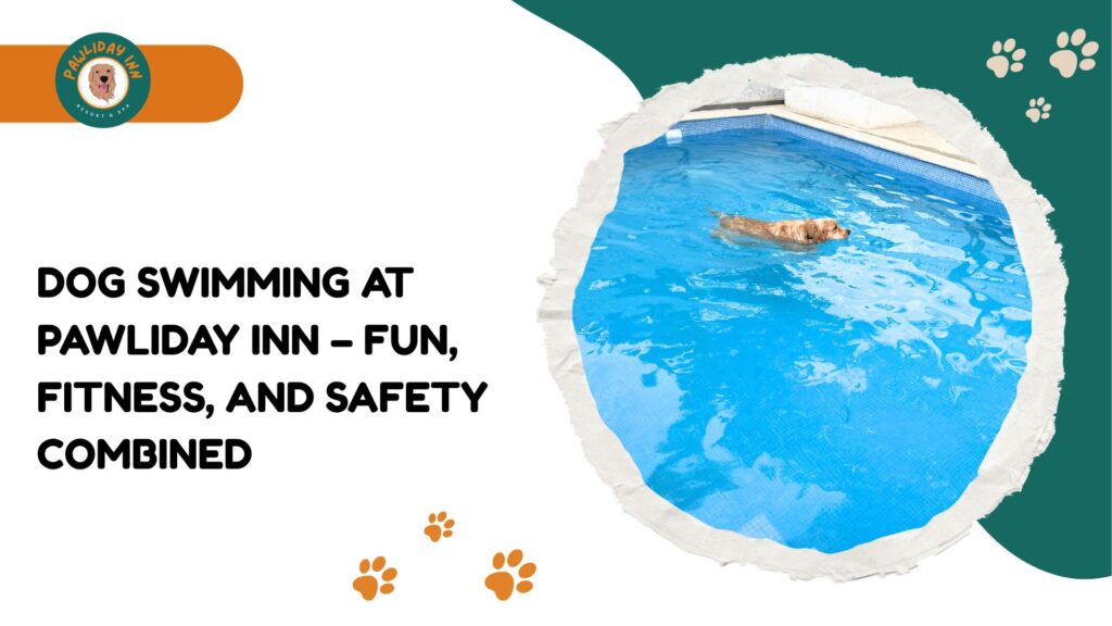 Dog Care Centre in Bangalore | Pawliday Inn