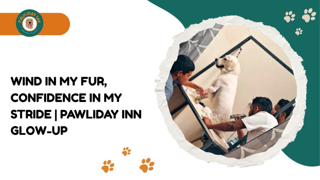 Dog grooming services in Yalahanka, Bangalore | Pawliday Inn