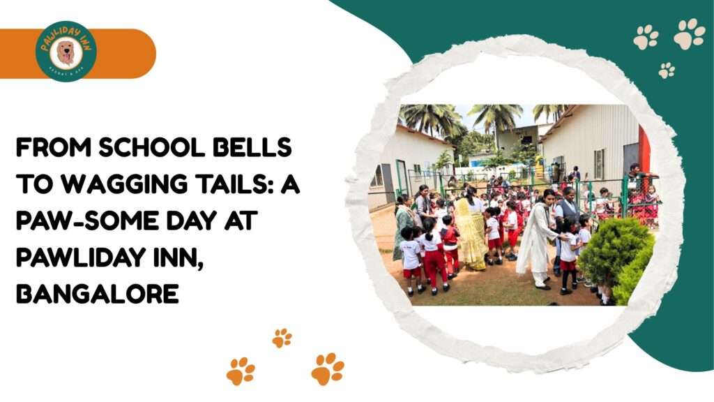 Pet Daycare in Bangalore | Pawlidayinn