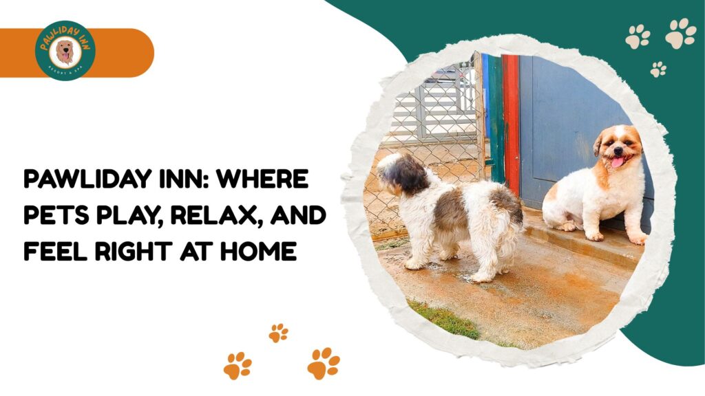 Dog Grooming Services in Bangalore | Pawlidayinn