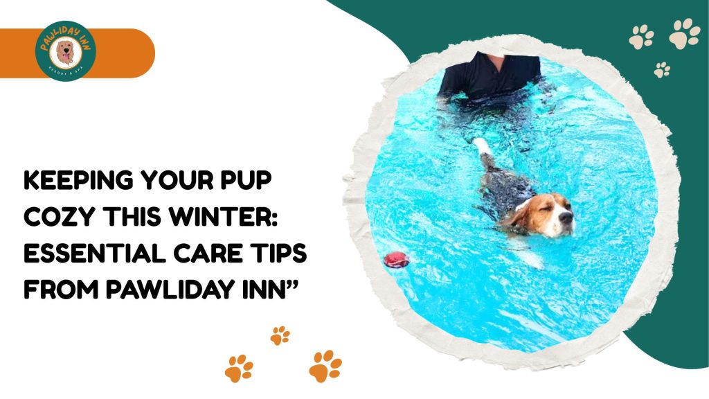 Dog Boarding facility in Yelahanka | Pawliday Inn