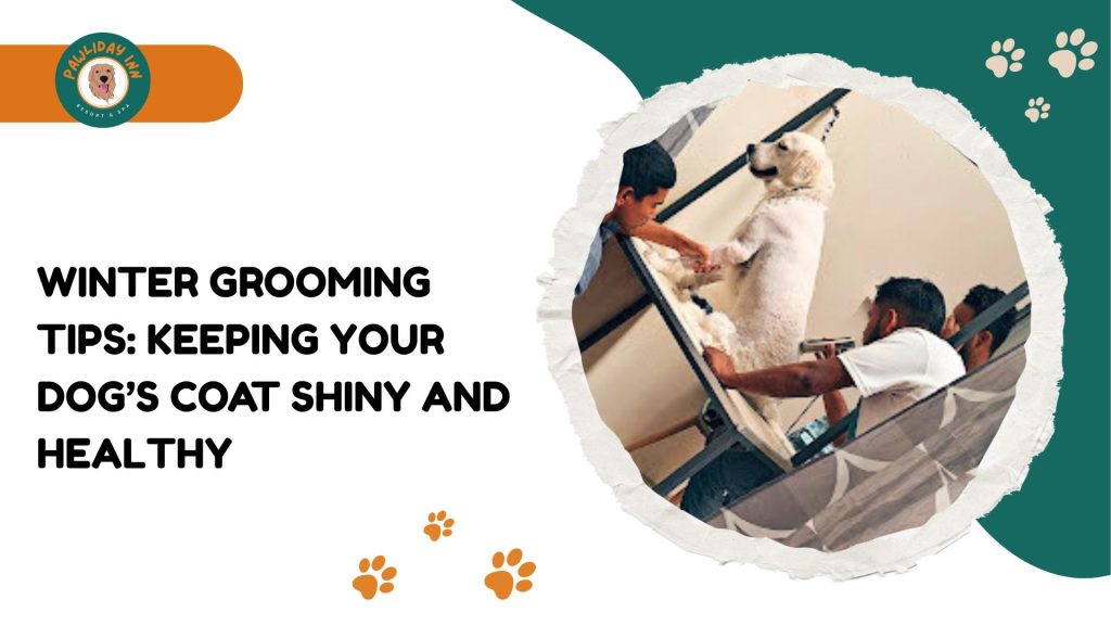 Best Dog Daycare In Bellahalli | Pawliday Inn