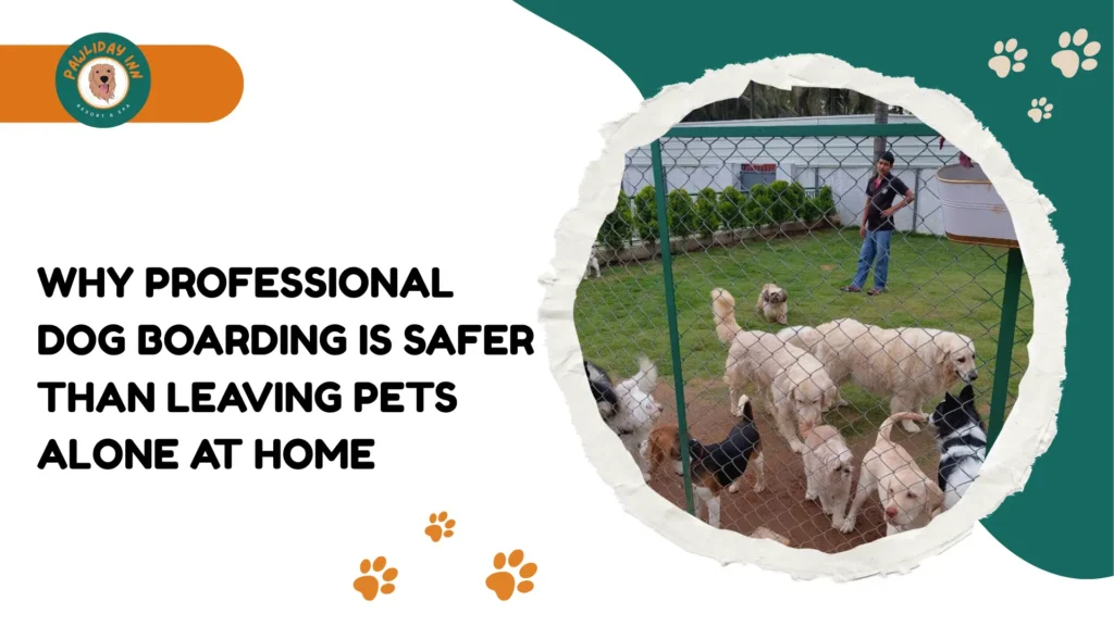 Safe Dog Boarding in Bangalore