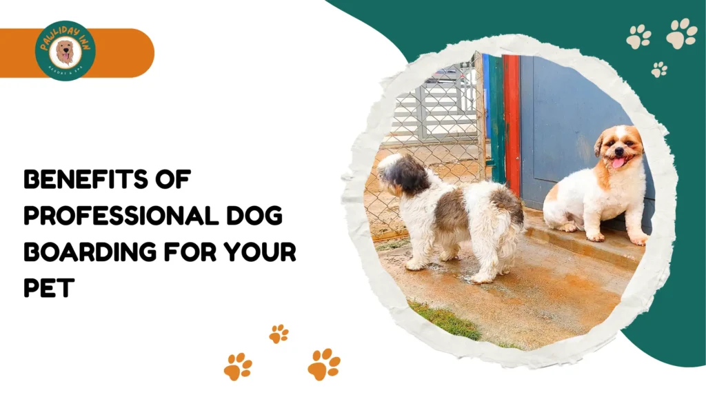 Professional dog boarding in Bangalore