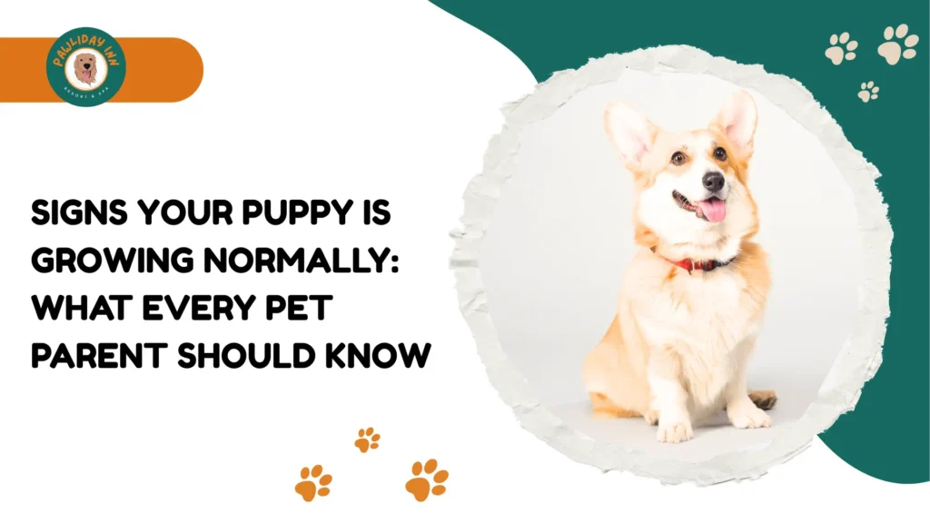 Puppy Care in Budigere Cross