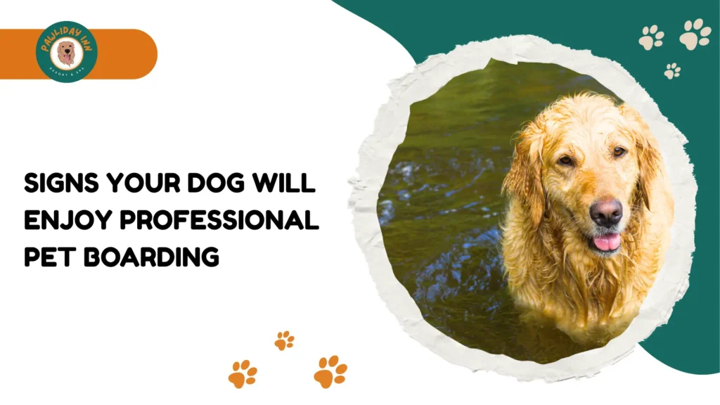 Dog Boarding in Bellhalli