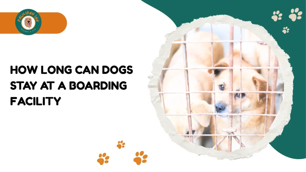 Dog boarding in Bellhalli