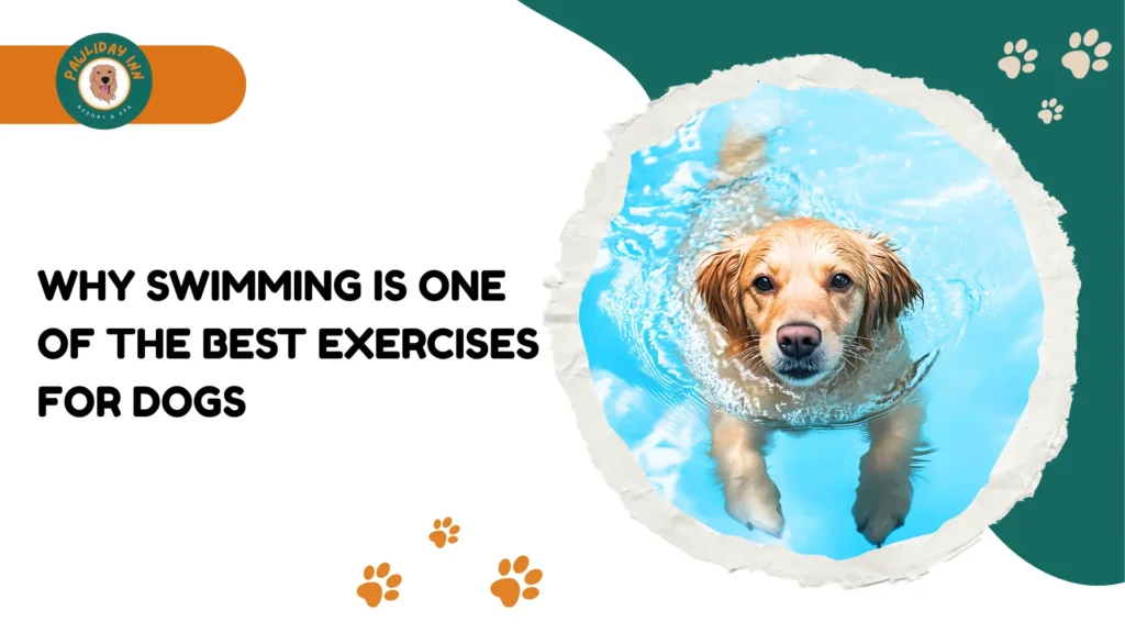 Pet Care Centre in Bellahalli