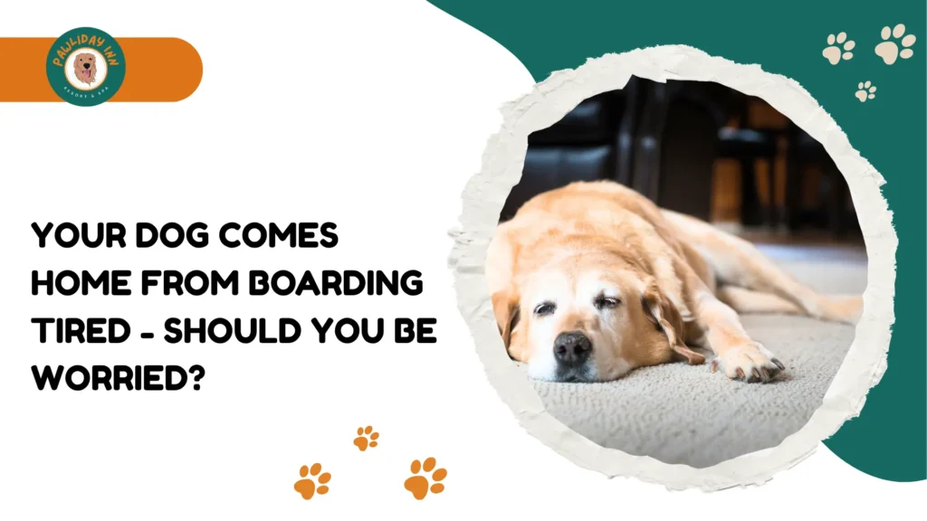 Dog Boarding in Budigere Cross