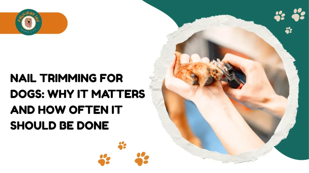 Dog Grooming in Budigere Cross